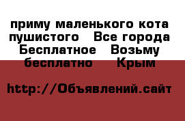 приму маленького кота пушистого - Все города Бесплатное » Возьму бесплатно   . Крым